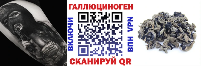 Псилоцибиновые грибы Psilocybine cubensis  Лесосибирск 
